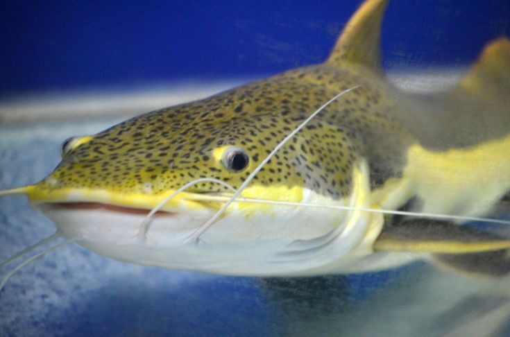 Why Clarias gariepinus Is Essential to Aquaculture in Africa