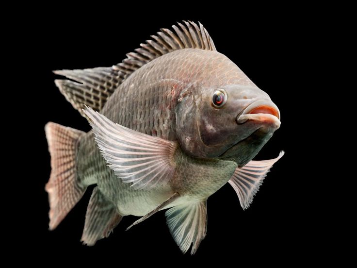 Oreochromis mossambicus: The African Tilapia That Conquered the World