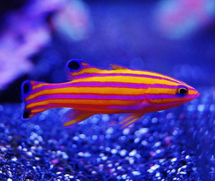 The Fascinating World of the Candy Basslet: The Most Valuable Fish on the Planet