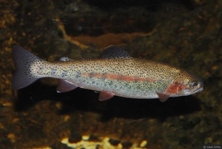 Oncorhynchus mykiss: The Art of Sport Fishing and Gastronomy with Rainbow Trout