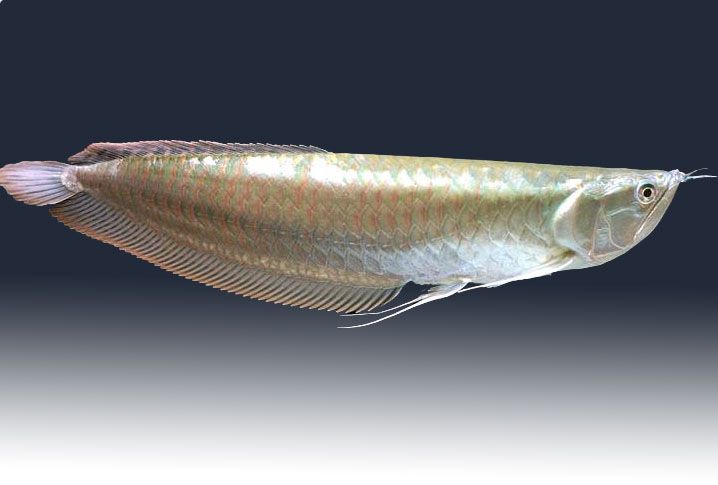 Platinum Arowana Fish: Where to Find and How to Care for This Rare Species