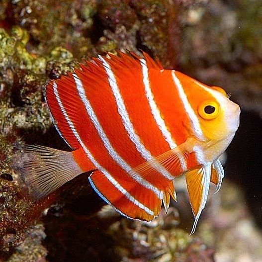 Peppermint Angelfish: Curiosities, Value, and How to Get One