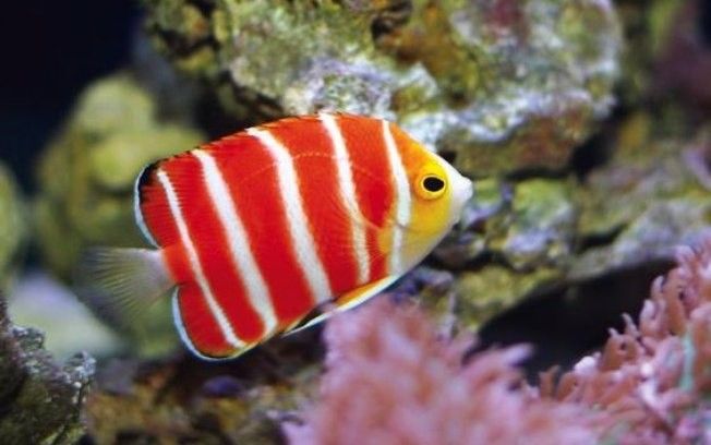 Neptune Grouper: The Ornamental Fish That Will Elevate Your Aquarium Hobby to the Next Level