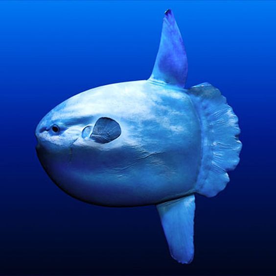 Ocean Sunfish: Everything You Need to Know About the Mysterious Giant of the Oceans and Its Fascinating Facts