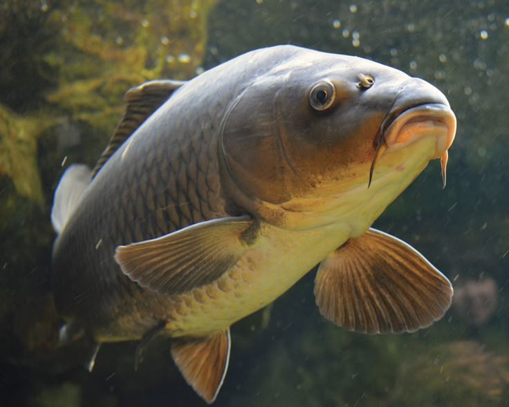 Cyprinus carpio in South African Sport Fishing: Risk or Reward?