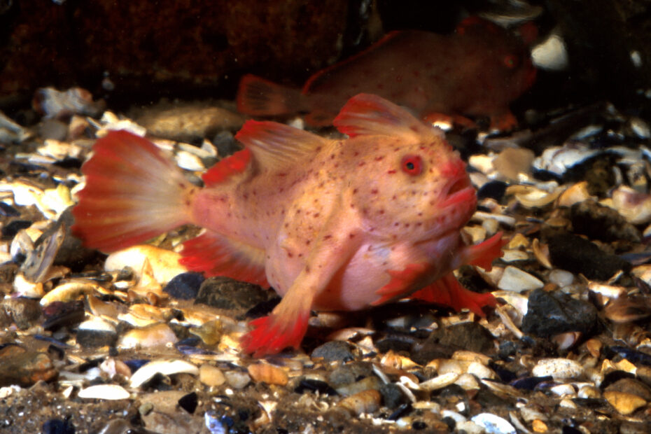 Red Handfish: Everything About the Rarest Fish in Tasmania