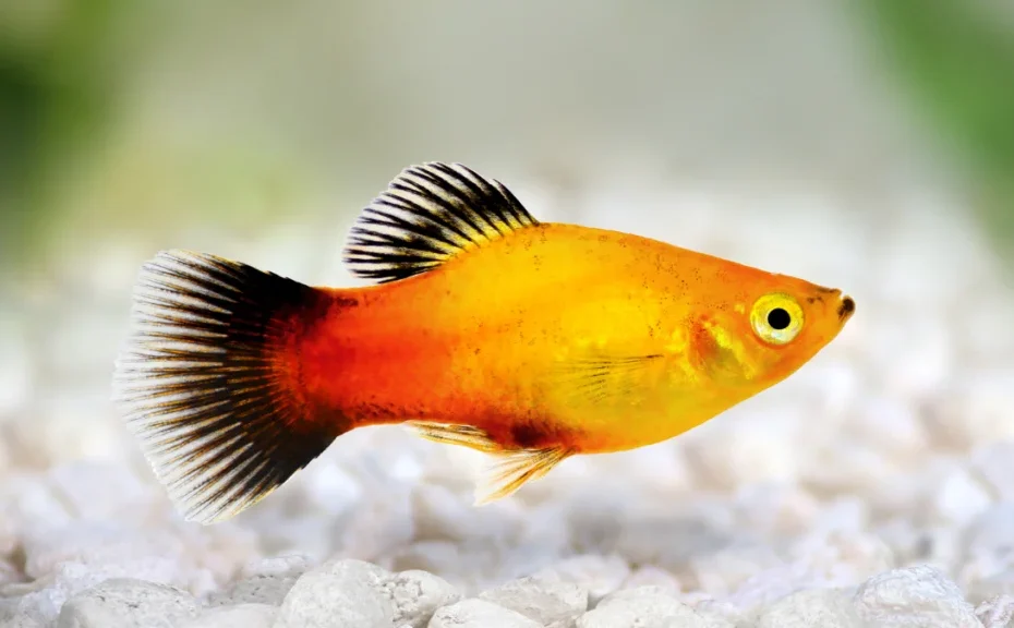 The Complete Guide to Caring for Platy (Xiphophorus maculatus) in South Africa: The Colorful and Peaceful Fish Every Beginner Will Love