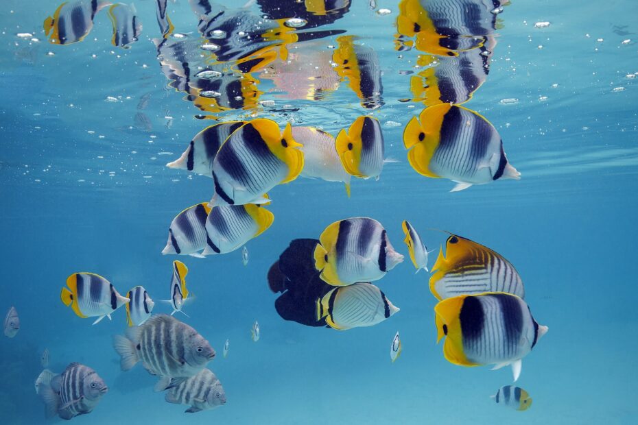 Step-by-Step Guide to Caring for the Wrought Iron Butterflyfish