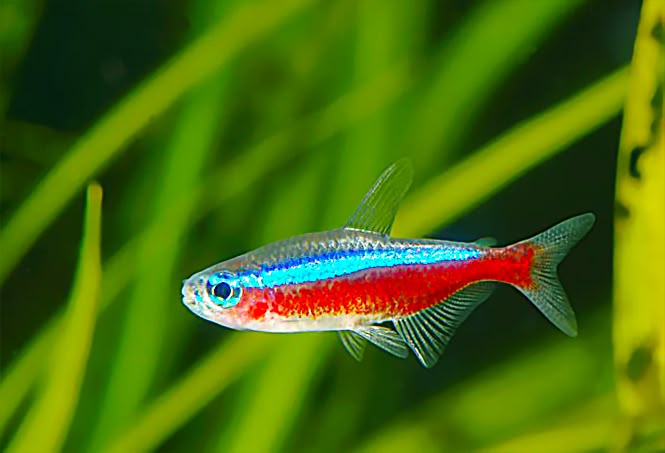Neon Tetra (Paracheirodon innesi): Complete Guide to Caring for This Vibrant Fish