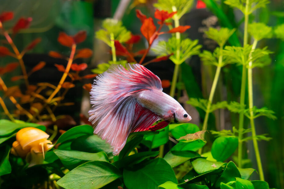 Males vs. Females: Everything About the Behavior and Colors of Betta (Betta splendens)