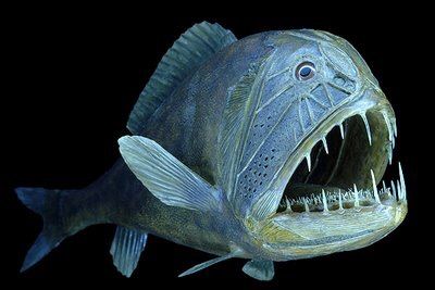 Ogre Fish: Everything You Need to Know About This Fascinating Species and Its Ecological Importance