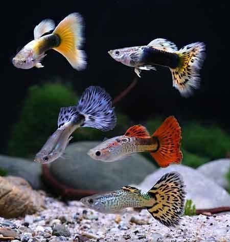 How to Create a Natural Aquarium with Guppies (Poecilia reticulata) and Low-Maintenance Plants