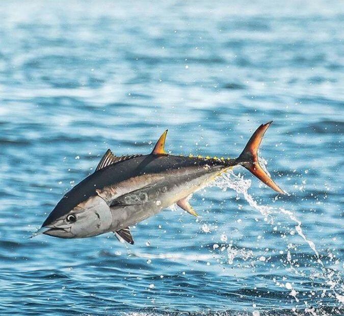 Bluefin Tuna: Everything You Need to Know About This Iconic Species