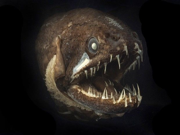 Discover the Dragonfish: A Journey into the Mysteries of This Enigmatic Species