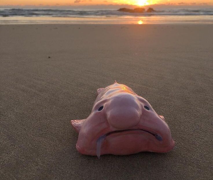 Blobfish: The "Ugliest" Creature in the Ocean and Its Remarkable Survival Story