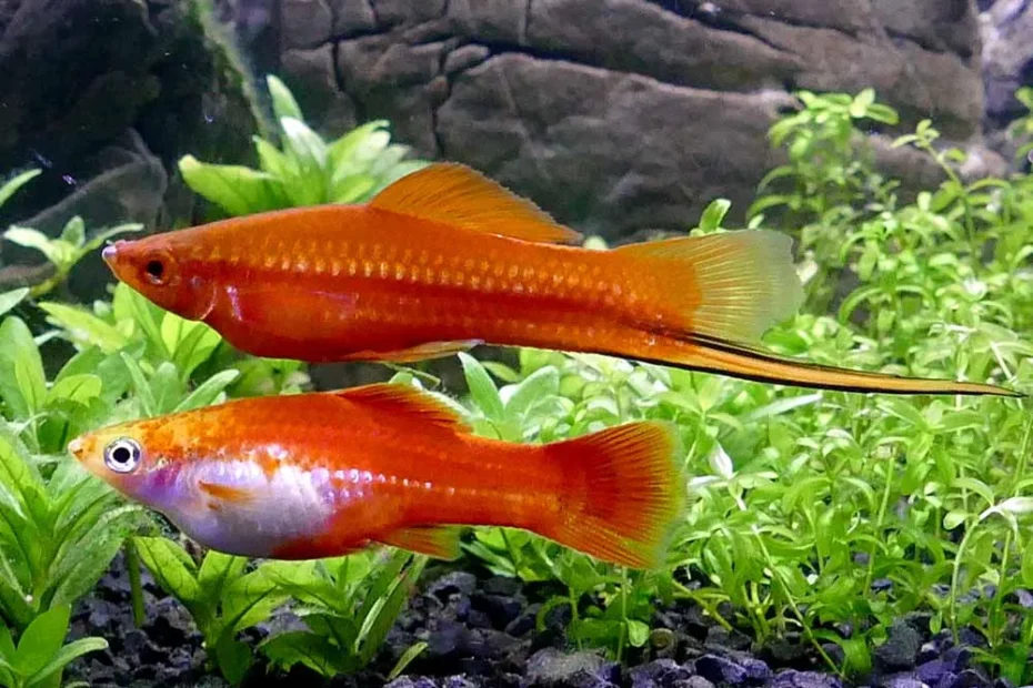 Swordtail Fish in South Africa: The Ultimate Guide to Creating a Successful Aquarium with This Unique Species