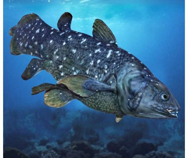 Celacanth in Africa: Surprising Facts About the Fish That Survived the Dinosaurs