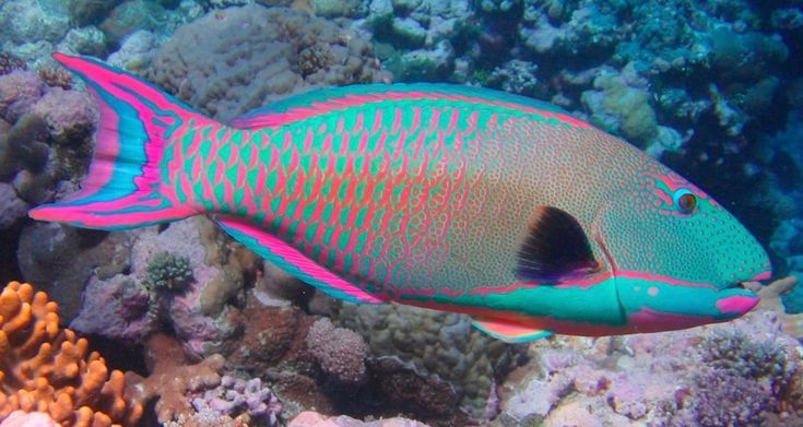 The Complete Guide to Parrotfish: Types, Behaviors, Diet, and Their Incredible Impact on Ocean Health