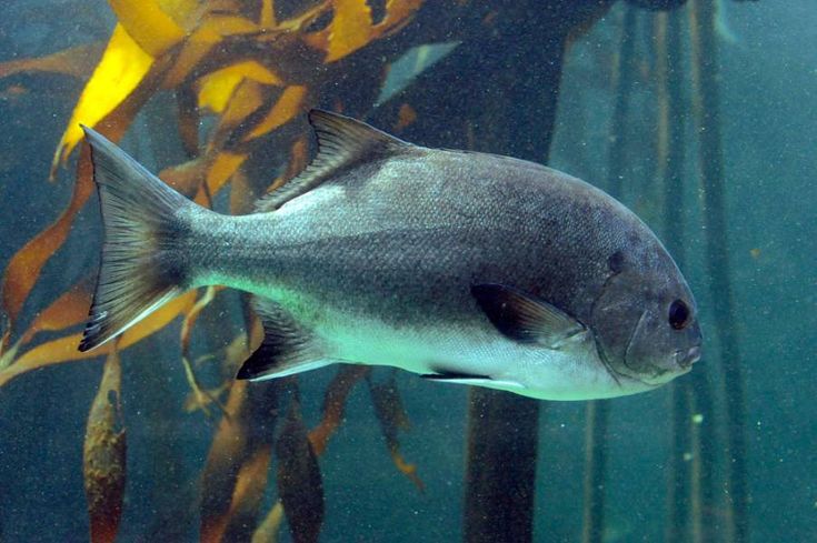 Galjoen (Dichistius capensis): The Ultimate Guide to South Africa’s National Fish