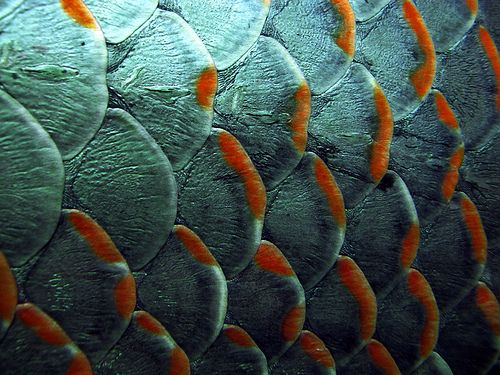 Exploring South Africa’s Fascinating World of Non-Edible Fish with Scales: Species, Habitats, and Facts