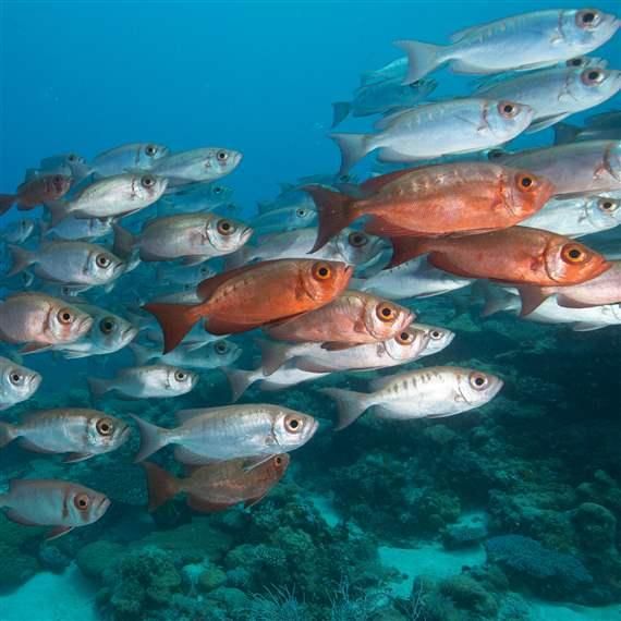 Surface Fish: How to Identify, Observe and Preserve Riverine Species