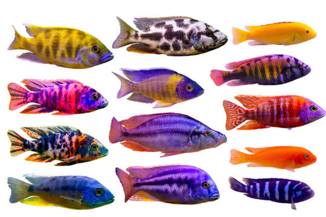 African Cichlids at Home: Everything You Need to Know with 21 Practical Tips