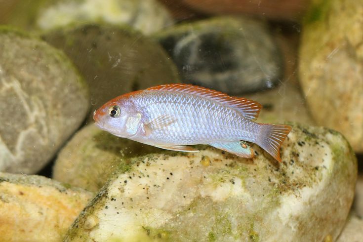 Pseudotropheus Ndumbi in Africa: Habitat, Behavior and Conservation Tips