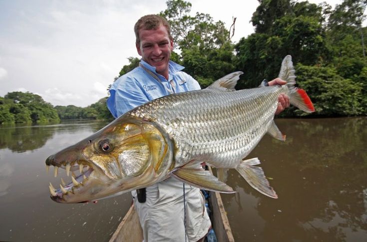 Hydrocynus Goliath: Fascinating Facts About the Largest Predator of Africa's Rivers