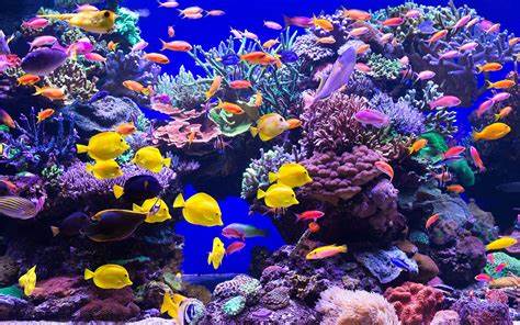 How to Maintain a Healthy Aquarium for Ornamental Fish in Africa: Practical Solutions for Long-lasting Fish Care