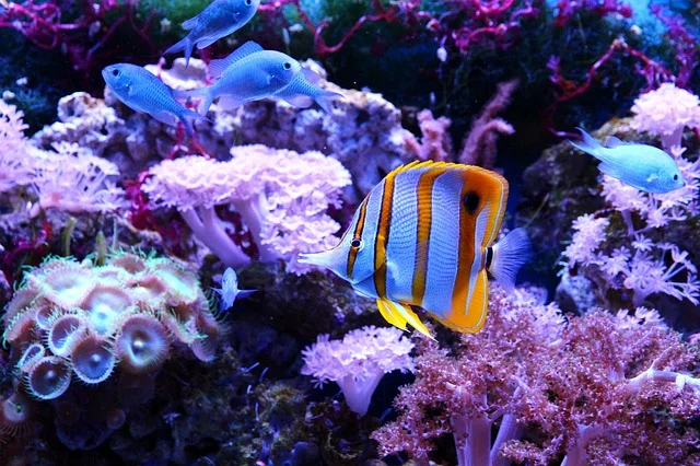 Rare Fish for Saltwater Aquariums: Discover the Best Species and How to Care for Them
