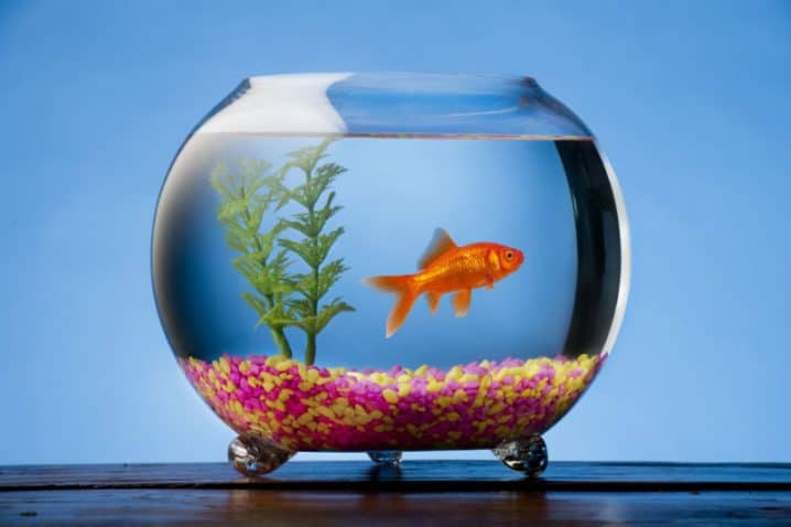 Aquarism: A Tranquil Passion That Benefits the Mind and Body