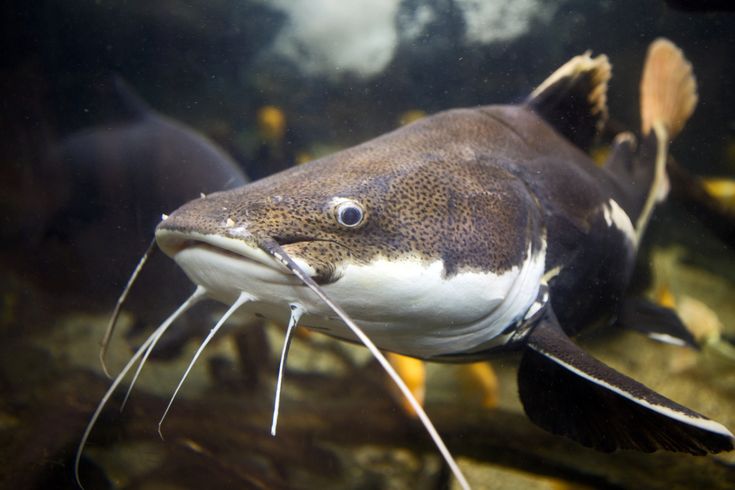 The Leather Fish Trade in Africa: Regulations, Sustainability, and the Role of Conservation Organizations