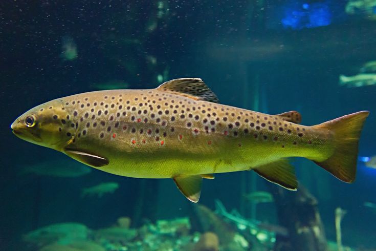 How Trout Fishing in South Africa Can Be an Unforgettable Experience: Tips and Guides for a Perfect Day