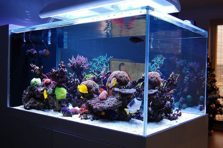 The Best Materials for Building Your Aquarium
