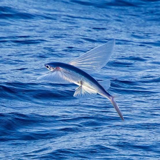 Exploring the World of Flying Fish in South Africa: A Guide for Marine Life Enthusiasts