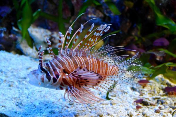 Toxic Fish in the African Sea: Know Which Ones to Avoid for Safe Consumption